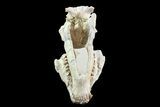 Oreodont (Merycoidodon) Skull - Wyoming #93756-5